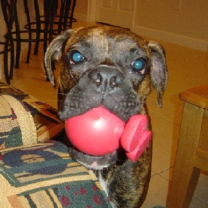 Tigger 6 1/2 months w/The Cuz toy