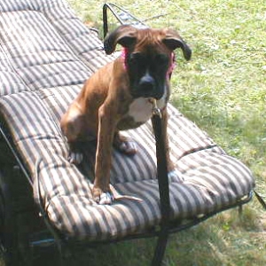 Luau Roxy-4months old