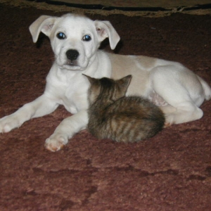 Cypress and Kitty