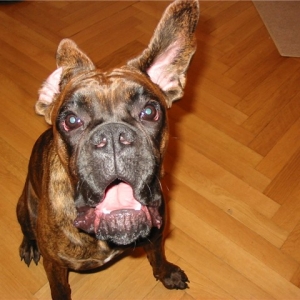 ears_in_motion