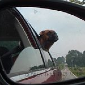 Buttercup lookin out of the car