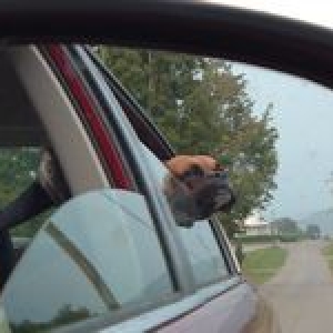 Tes looking out the car window