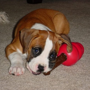 Cutie pie