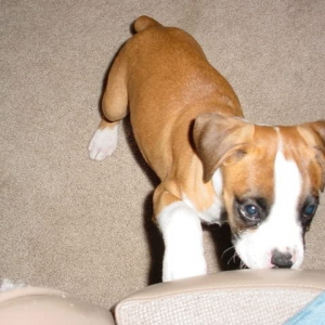 tyson4