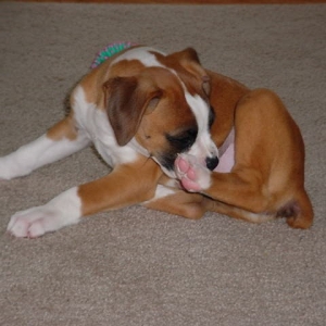 tyson6