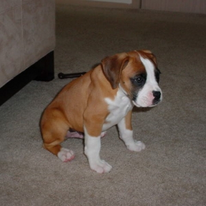 tyson8