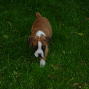 tyson9