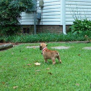 Junior - The Attack Puppy!