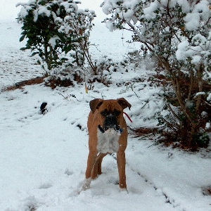 Junior's First Snow Day