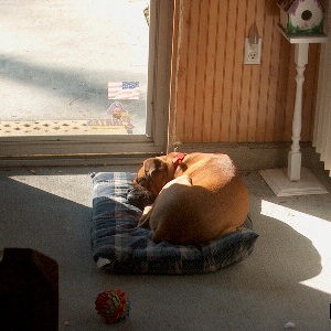 Junior - Warming by the Sun
