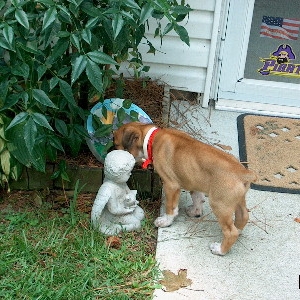 Junior The Frog Hunter!