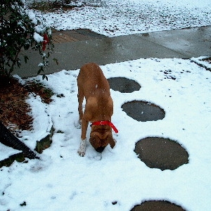 Junior Playing in the Snow