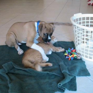 Bauer and kitty