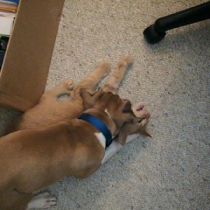 Bauer munching on kitty