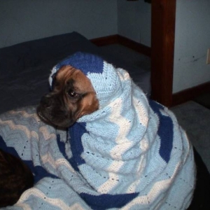 Little Red Riding Boxer