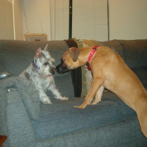 sniff....sniff..