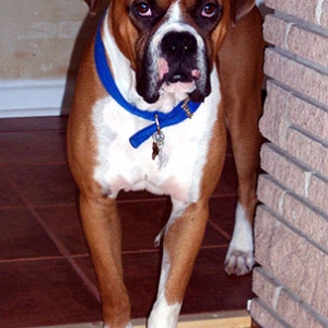 Handsome Buster Brown