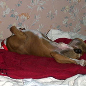 the best sleeping position