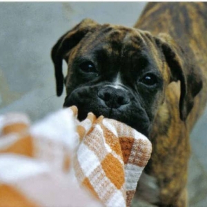 Tug of war