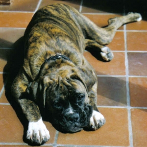 Sleepy doggy
