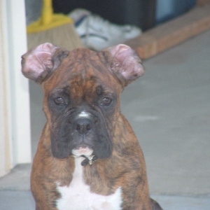Buddy