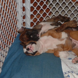 Brandy& Buddy