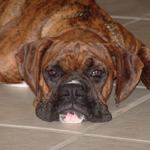 Buddy