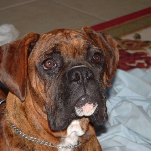 Buddy