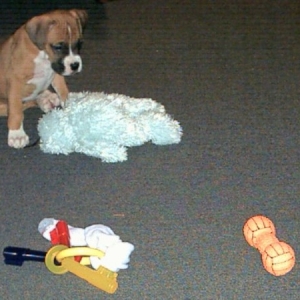 I got the bear, now which one?