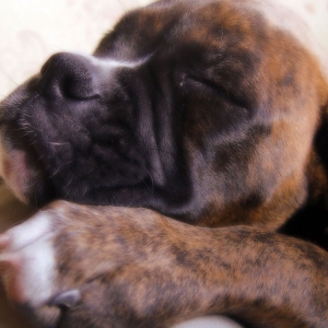 Dreamy Kabu