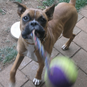 Kostya playing with his toy