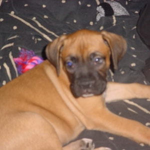 Buster