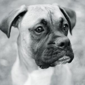 My Boy