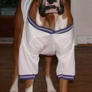 Cowboy's New Mascot?