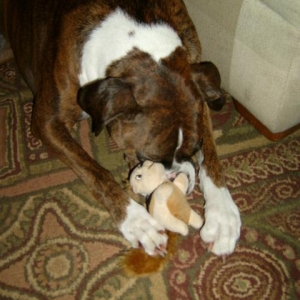 Kirabug napping with a Hide-A-Squirrel