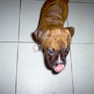 Boxer baby kisses!