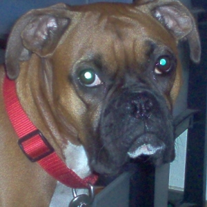 Boxer Face