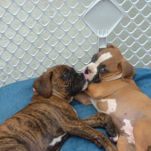 I just love my brother