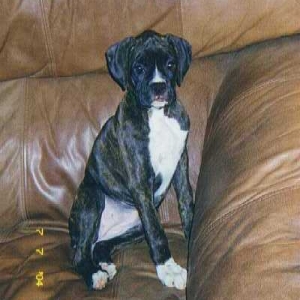 "Happy" resting on couch