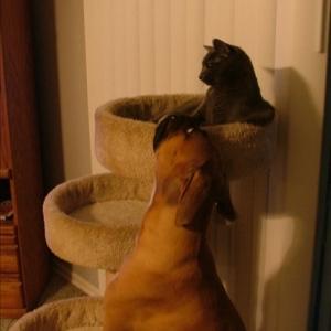 My silly girls