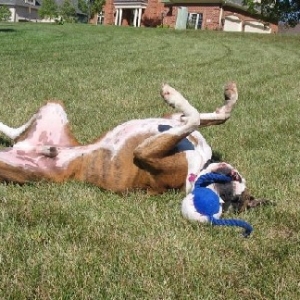 Rolling with toy - feels good