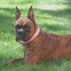 Roxy deep in thought