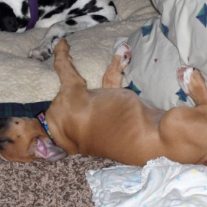 doesn't he look comfy.......