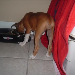 Look at the cute little booty!