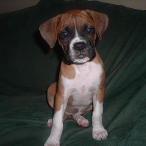 My ears are still perfect!