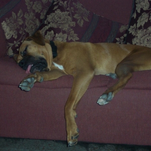 Tongue WD