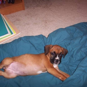 Lillie at 8 weeks- awe!