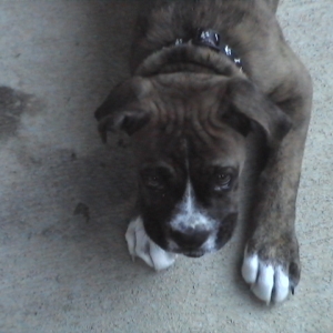 CASSIUS-11 WEEKS OLD