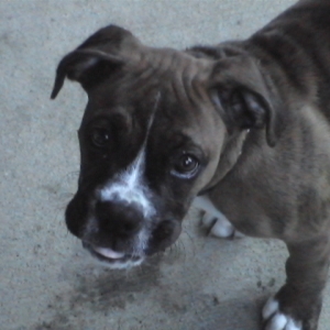 CASSIUS-11 WEEKS OLD