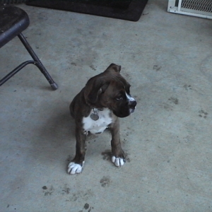 CASSIUS-11 WEEKS OLD